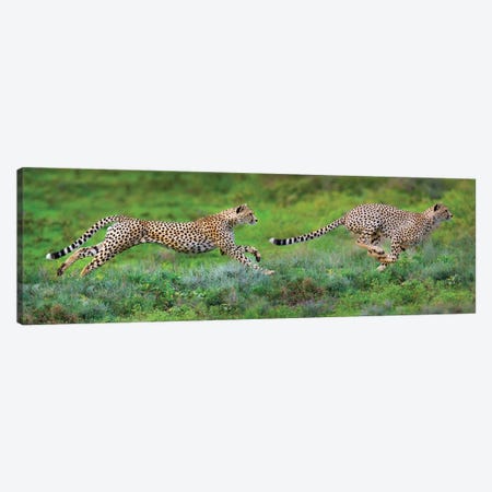 Cheetahs Hunting, Ngorongoro Conservation Area, Crater Highlands, Arusha Region, Tanzania Canvas Print #PIM13934} by Panoramic Images Canvas Print