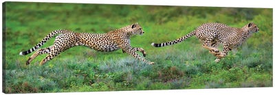 Cheetahs Hunting, Ngorongoro Conservation Area, Crater Highlands, Arusha Region, Tanzania Canvas Art Print - Wild Cat Art