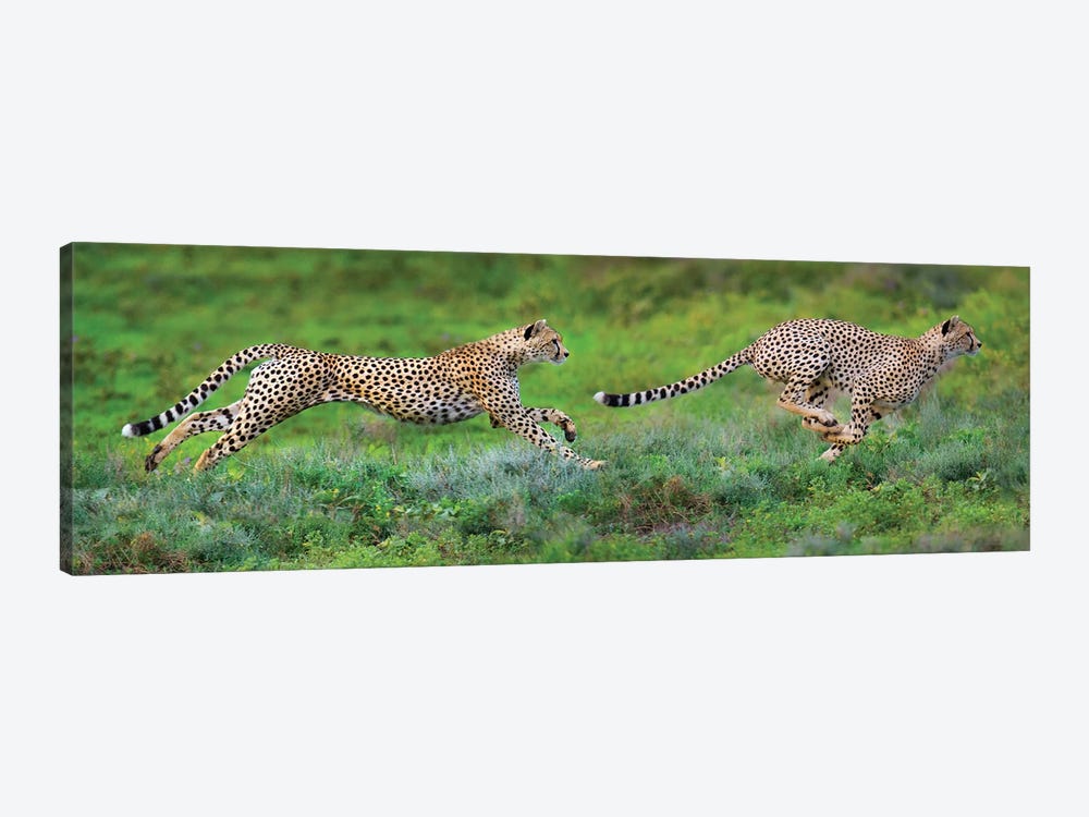 Cheetahs Hunting, Ngorongoro Conservation Area, Crater Highlands, Arusha Region, Tanzania by Panoramic Images 1-piece Canvas Print