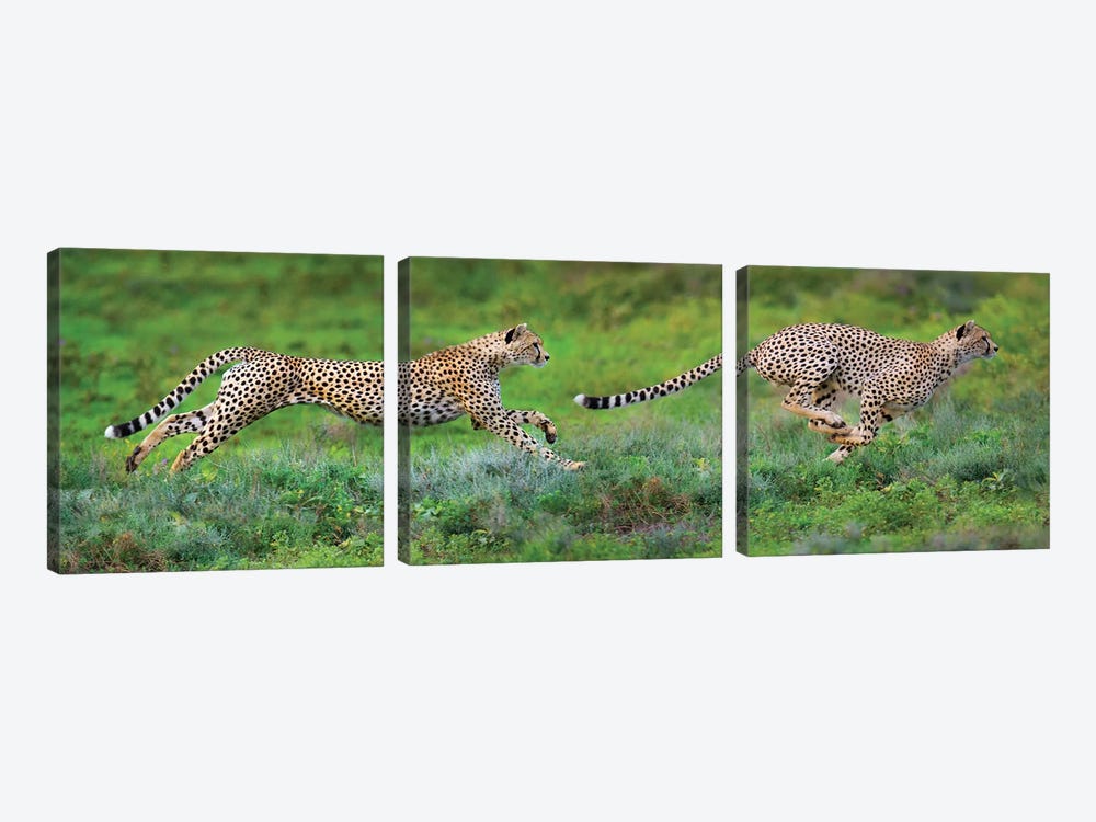 Cheetahs Hunting, Ngorongoro Conservation Area, Crater Highlands, Arusha Region, Tanzania by Panoramic Images 3-piece Canvas Art Print