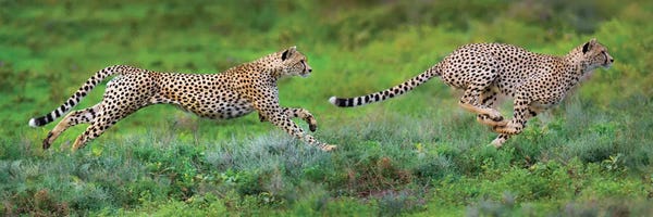 Africa: Cheetahs Hunting, Ngorongoro Conservation Area, Crater Highlands, Arusha Region, Tanzania by Panoramic Images