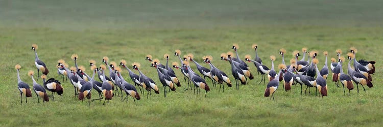 Crowned Cranes, Ngorongoro Conservation Area, Crater Highlands, Arusha Region, Tanzania