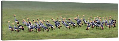 Crowned Cranes, Ngorongoro Conservation Area, Crater Highlands, Arusha Region, Tanzania Canvas Art Print - Wildlife Conservation Art