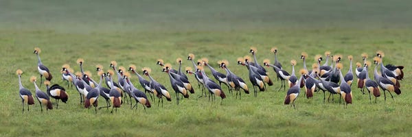 Wildlife Conservation: Crowned Cranes, Ngorongoro Conservation Area, Crater Highlands, Arusha Region, Tanzania by Panoramic Images