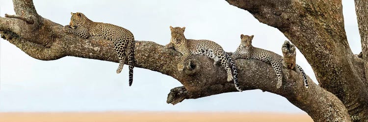 Leopard Family, Serengeti National Park, Tanzania