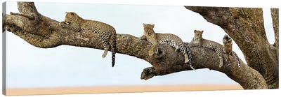 Leopard Family, Serengeti National Park, Tanzania Canvas Art Print - Africa Art