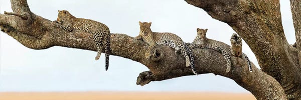 Serengeti