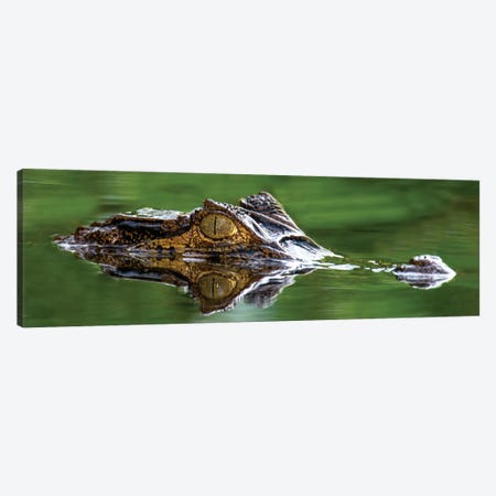 Spectacled Caiman, Costa Rica Canvas Print #PIM13937} by Panoramic Images Art Print