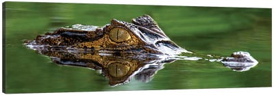 Spectacled Caiman, Costa Rica Canvas Art Print - Crocodile & Alligator Art