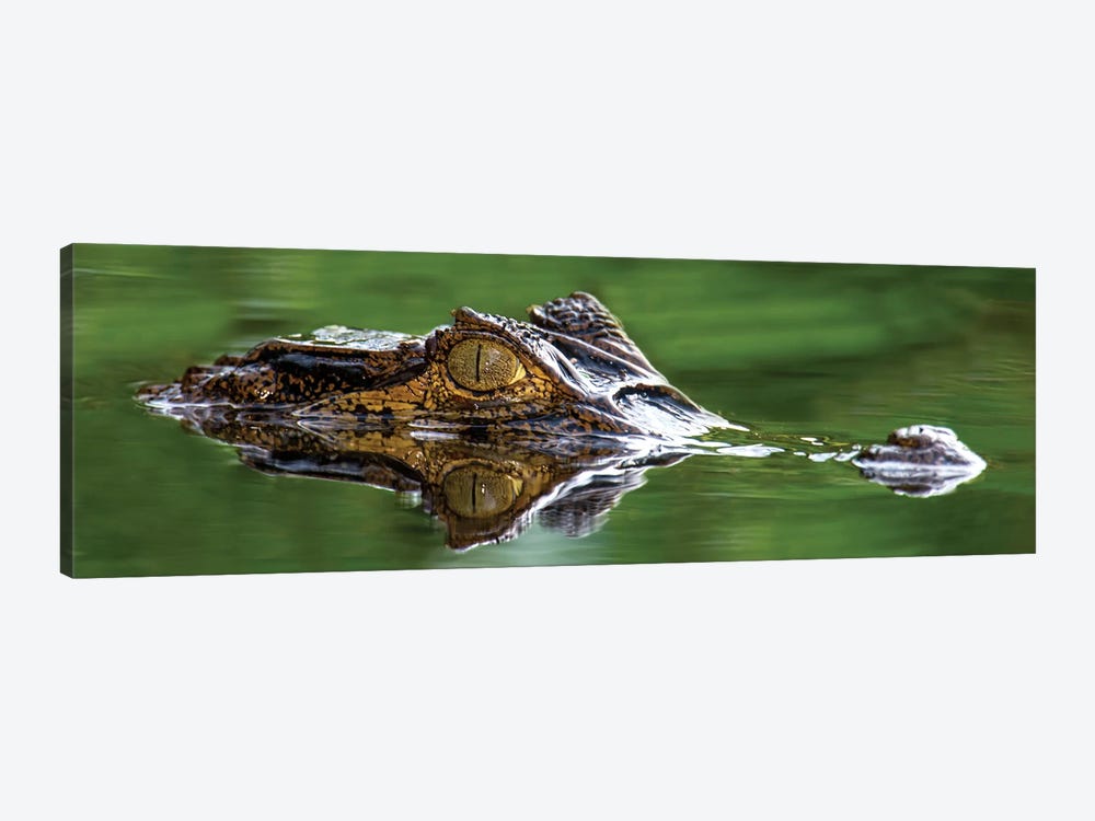 Spectacled Caiman, Costa Rica by Panoramic Images 1-piece Canvas Artwork