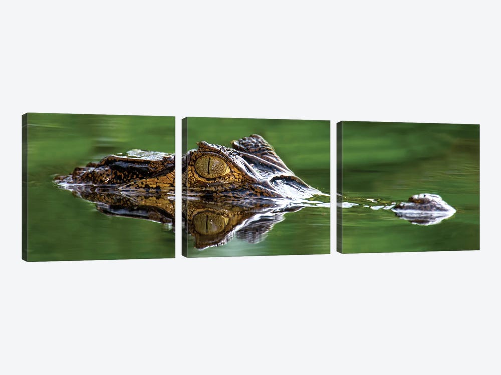 Spectacled Caiman, Costa Rica by Panoramic Images 3-piece Canvas Art