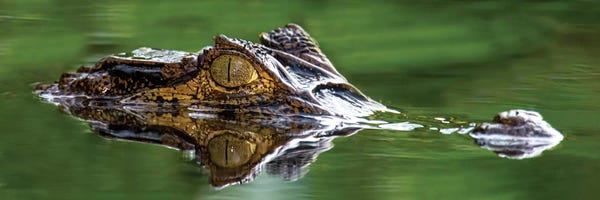 Alligators & Crocodiles: Spectacled Caiman, Costa Rica by Panoramic Images