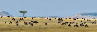 The Great Migration II, Serengeti National Park, Tanzania by Panoramic Images framed canvas print