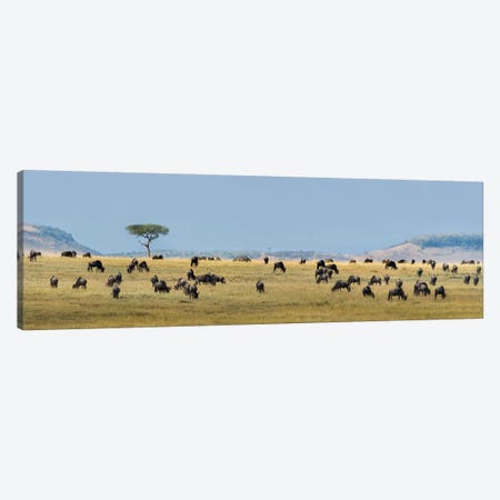 The Great Migration II, Serengeti National Park, Tanzania Canvas Print #PIM13939} by Panoramic Images Canvas Wall Art