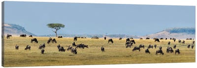 The Great Migration II, Serengeti National Park, Tanzania Canvas Art Print - Serengeti