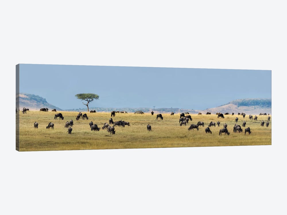 The Great Migration II, Serengeti National Park, Tanzania by Panoramic Images 1-piece Canvas Art