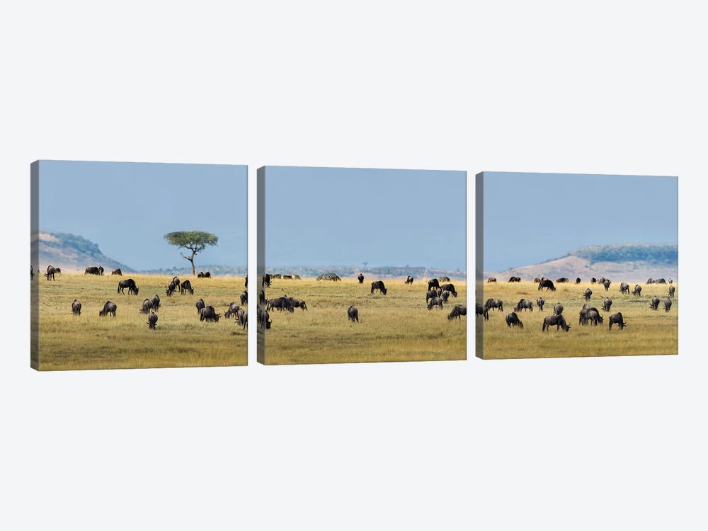 The Great Migration II, Serengeti National Park, Tanzania by Panoramic Images 3-piece Canvas Artwork