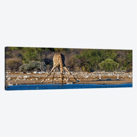 Giraffe At A Watering Hole II, Etosha National Park, Namibia Canvas Print #PIM13940} by Panoramic Images Canvas Art Print