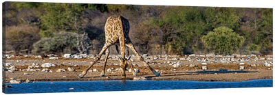Giraffe At A Watering Hole II, Etosha National Park, Namibia Canvas Art Print - Namibia