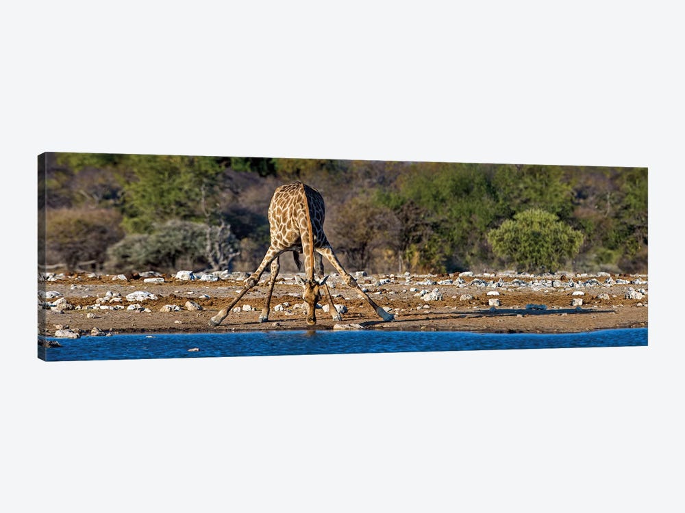 Giraffe At A Watering Hole II, Etosha National Park, Namibia by Panoramic Images 1-piece Canvas Art