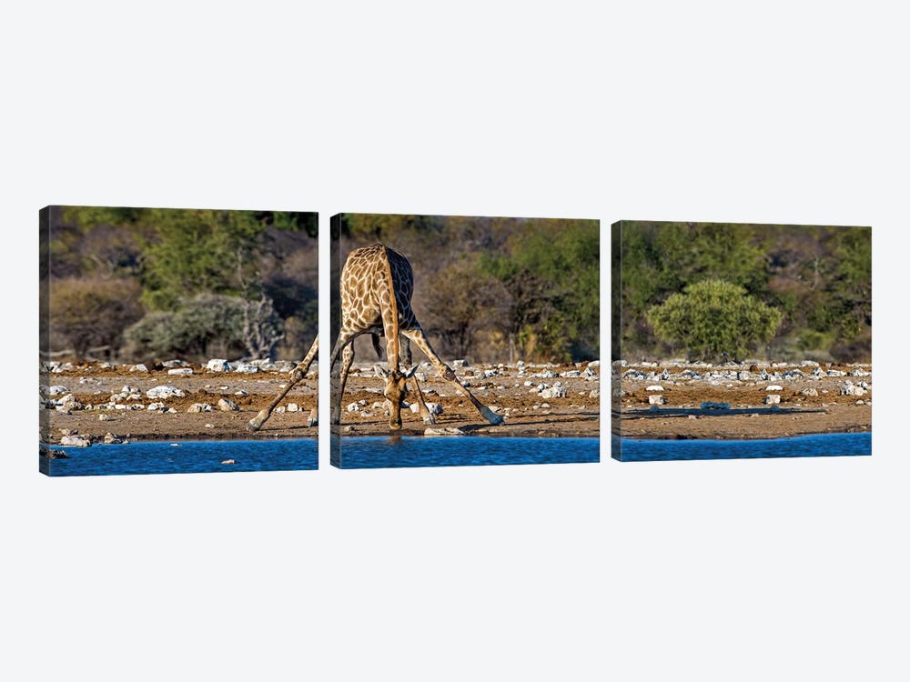 Giraffe At A Watering Hole II, Etosha National Park, Namibia by Panoramic Images 3-piece Canvas Wall Art