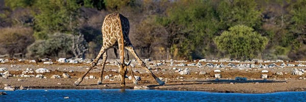 Namibia: Giraffe At A Watering Hole II, Etosha National Park, Namibia by Panoramic Images