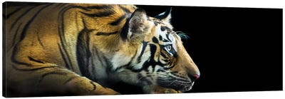 Bengal Tiger, India Canvas Art Print - Tiger Art