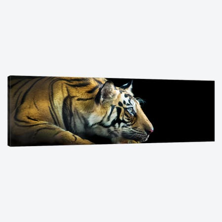 Bengal Tiger, India Canvas Print #PIM13941} by Panoramic Images Canvas Art Print