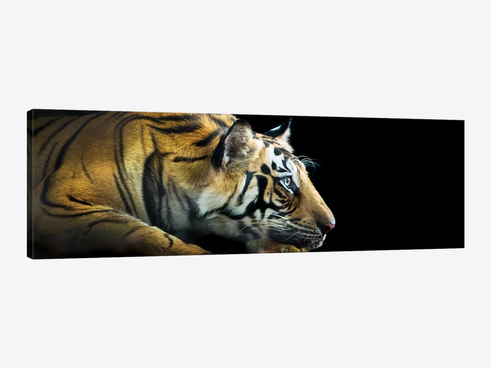 Bengal Tiger, India by Panoramic Images 1-piece Canvas Print