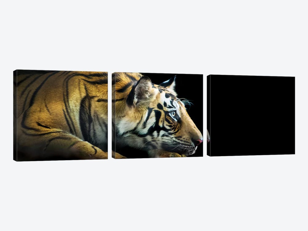 Bengal Tiger, India by Panoramic Images 3-piece Art Print