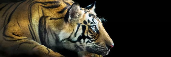 Tigers: Bengal Tiger, India by Panoramic Images