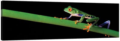 Red-Eyed Tree Frog, Costa Rica Canvas Art Print - Nature Panoramics