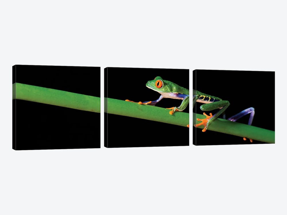 Red-Eyed Tree Frog, Costa Rica by Panoramic Images 3-piece Canvas Artwork