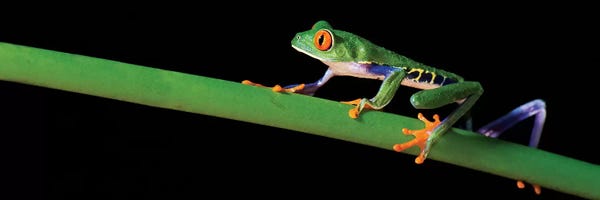 Central America: Red-Eyed Tree Frog, Costa Rica by Panoramic Images