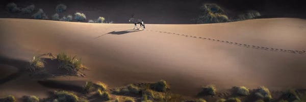 Antelopes: Gemsbok, Sossusvlei, Namib Desert, Namib-Naukluft National Park, Namibia by Panoramic Images