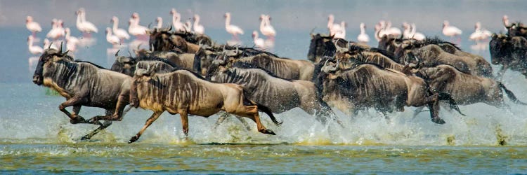 Stampeding Wildebeests, Ngorongoro Conservation Area, Crater Highlands, Arusha Region, Tanzania