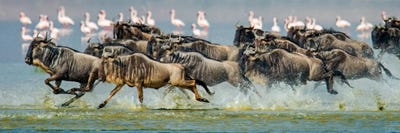 Wildebeests