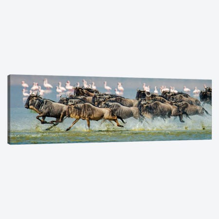 Stampeding Wildebeests, Ngorongoro Conservation Area, Crater Highlands, Arusha Region, Tanzania Canvas Print #PIM13946} by Panoramic Images Canvas Art