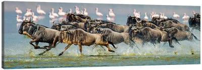 Stampeding Wildebeests, Ngorongoro Conservation Area, Crater Highlands, Arusha Region, Tanzania Canvas Art Print - Antelope Art