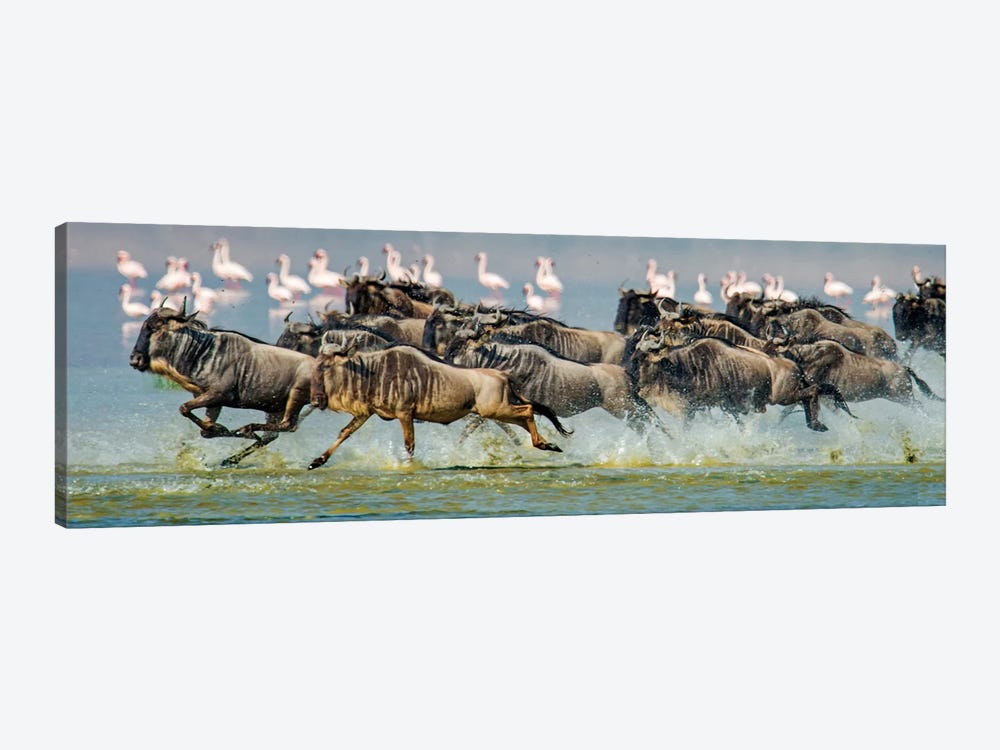 Stampeding Wildebeests, Ngorongoro Conservation Area, Crater Highlands, Arusha Region, Tanzania by Panoramic Images 1-piece Canvas Art