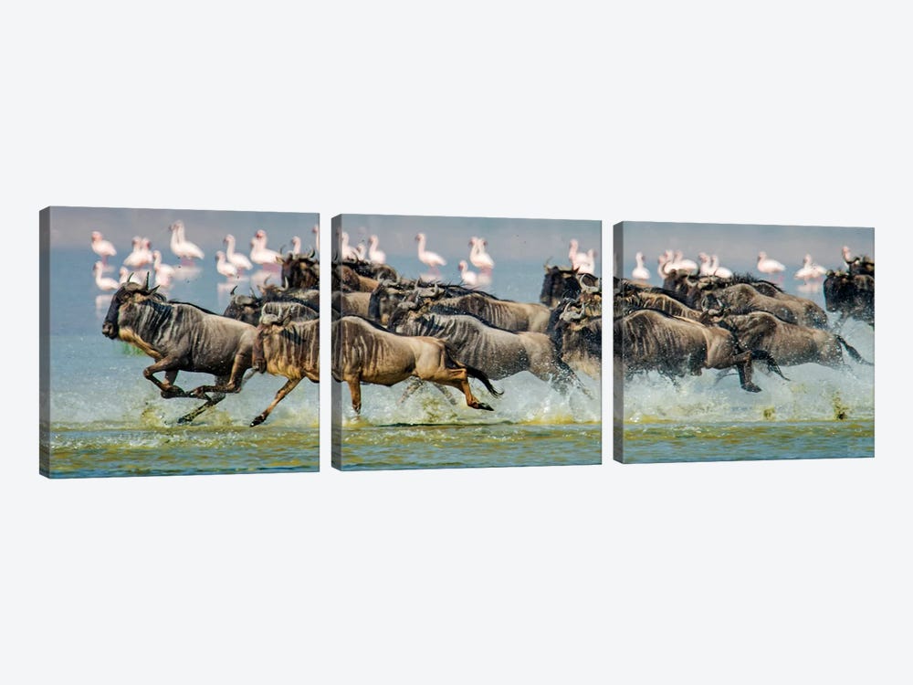 Stampeding Wildebeests, Ngorongoro Conservation Area, Crater Highlands, Arusha Region, Tanzania by Panoramic Images 3-piece Canvas Art