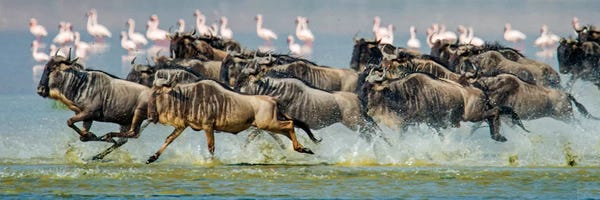 Tanzania: Stampeding Wildebeests, Ngorongoro Conservation Area, Crater Highlands, Arusha Region, Tanzania by Panoramic Images