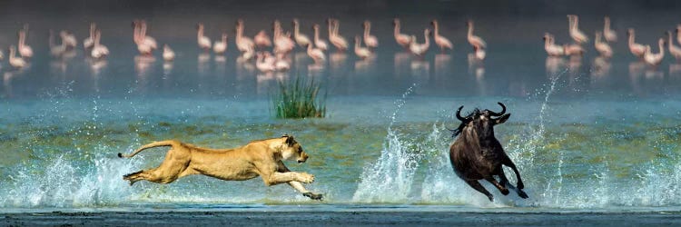 Preying African Lioness II, Ngorongoro Conservation Area, Crater Highlands, Arusha Region, Tanzania