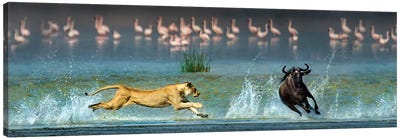 Preying African Lioness II, Ngorongoro Conservation Area, Crater Highlands, Arusha Region, Tanzania Canvas Art Print - Animal Rights Art