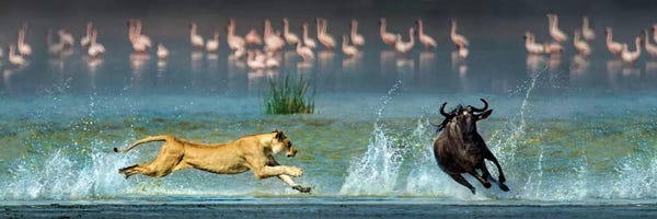 Arusha: Preying African Lioness II, Ngorongoro Conservation Area, Crater Highlands, Arusha Region, Tanzania by Panoramic Images