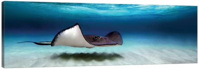 Southern Stingray, North Sound, Grand Cayman, Cayman Islands Canvas Art Print - Best Selling Panoramics