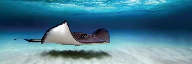 Southern Stingray, North Sound, Grand Cayman, Cayman Islands