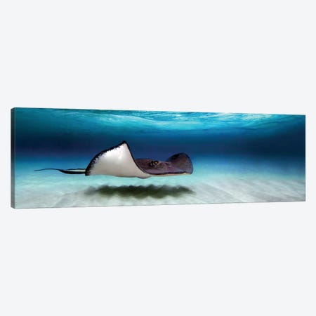 Southern Stingray, North Sound, Grand Cayman, Cayman Islands Canvas Print #PIM13949} by Panoramic Images Canvas Print