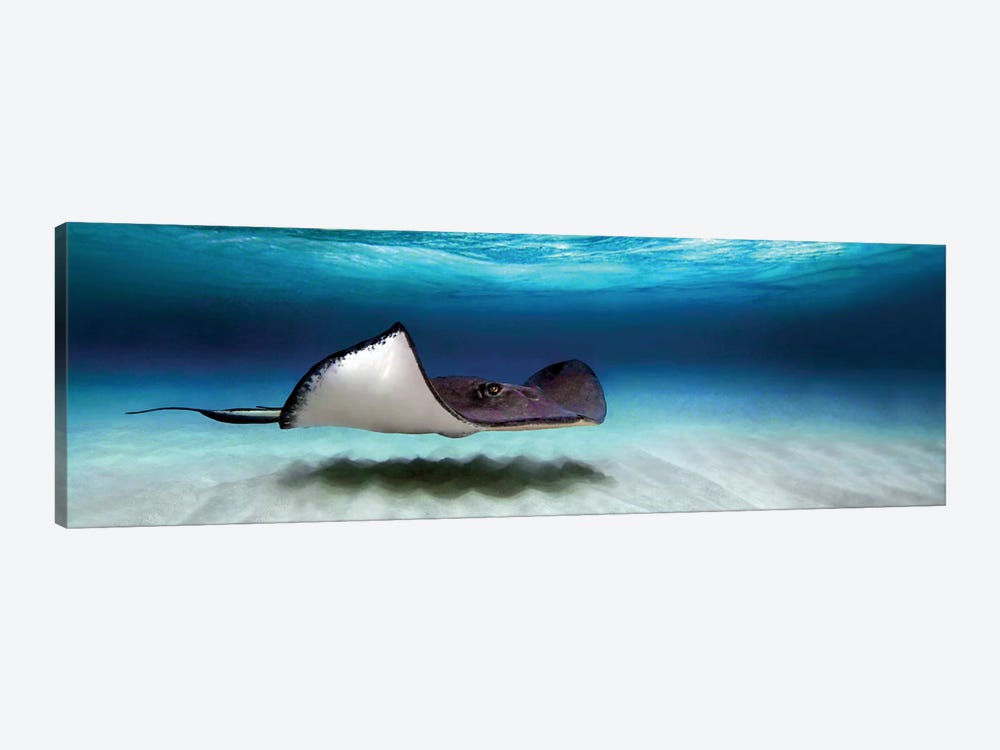 Southern Stingray, North Sound, Grand Cayman, Cayman Islands by Panoramic Images 1-piece Art Print