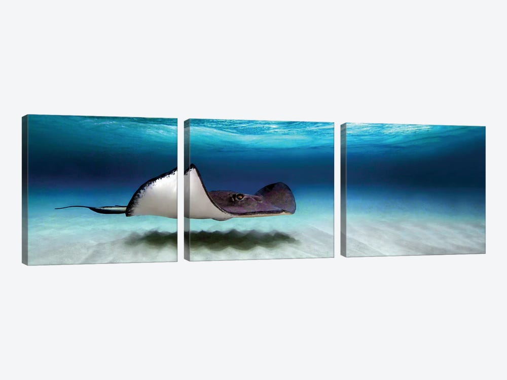 Southern Stingray, North Sound, Grand Cayman, Cayman Islands by Panoramic Images 3-piece Art Print